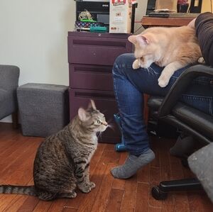 Meet your Posher, Devin